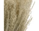Viana Trockenblume Trockengras Miscanthus 75cm Natur Pampasgras Deko 100 Stk Bild 1