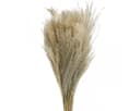 Viana Trockenblume Trockengras Miscanthus 75cm Natur Pampasgras Deko 100 Stk Bild 2