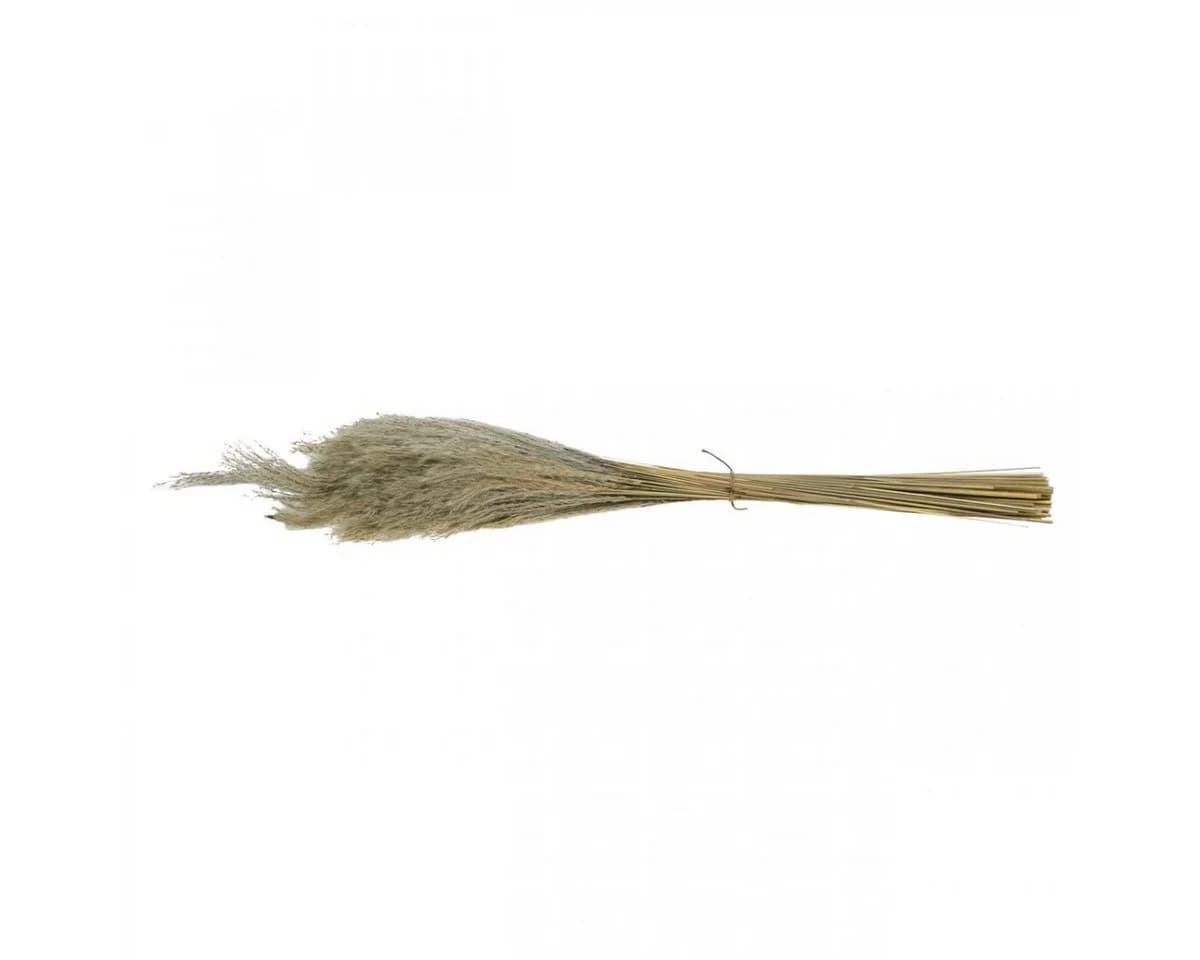 Viana Trockenblume Trockengras Miscanthus 75cm Natur Pampasgras Deko 100 Stk - Bild 3