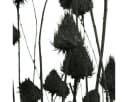 Viana Schwarze Trockenblume Erdbeerdistel Deko 65 cm Bild 1