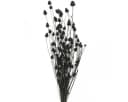 Viana Schwarze Trockenblume Erdbeerdistel Deko 65 cm Bild 2