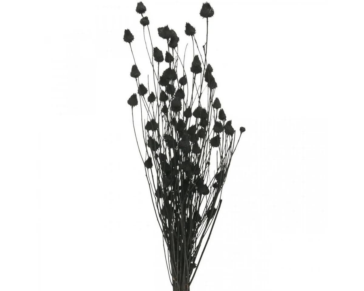 Viana Schwarze Trockenblume Erdbeerdistel Deko 65 cm - Bild 2