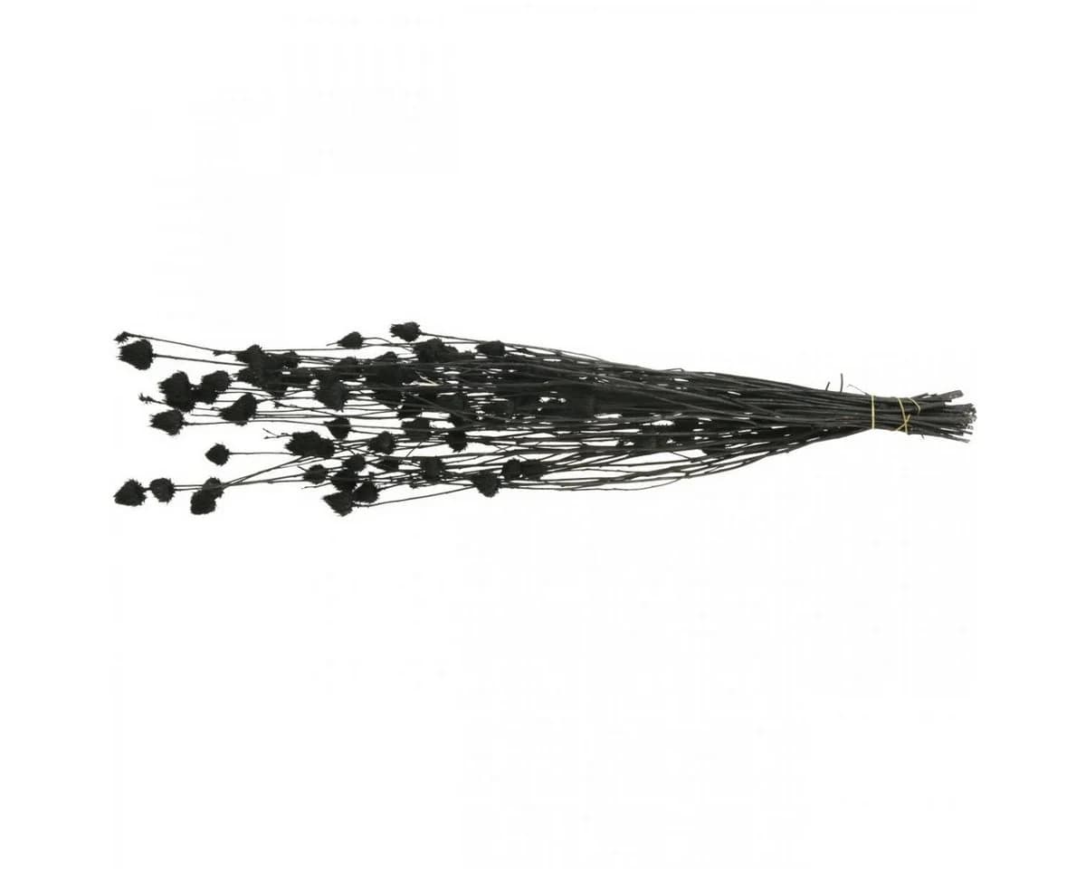 Viana Schwarze Trockenblume Erdbeerdistel Deko 65 cm - Bild 3