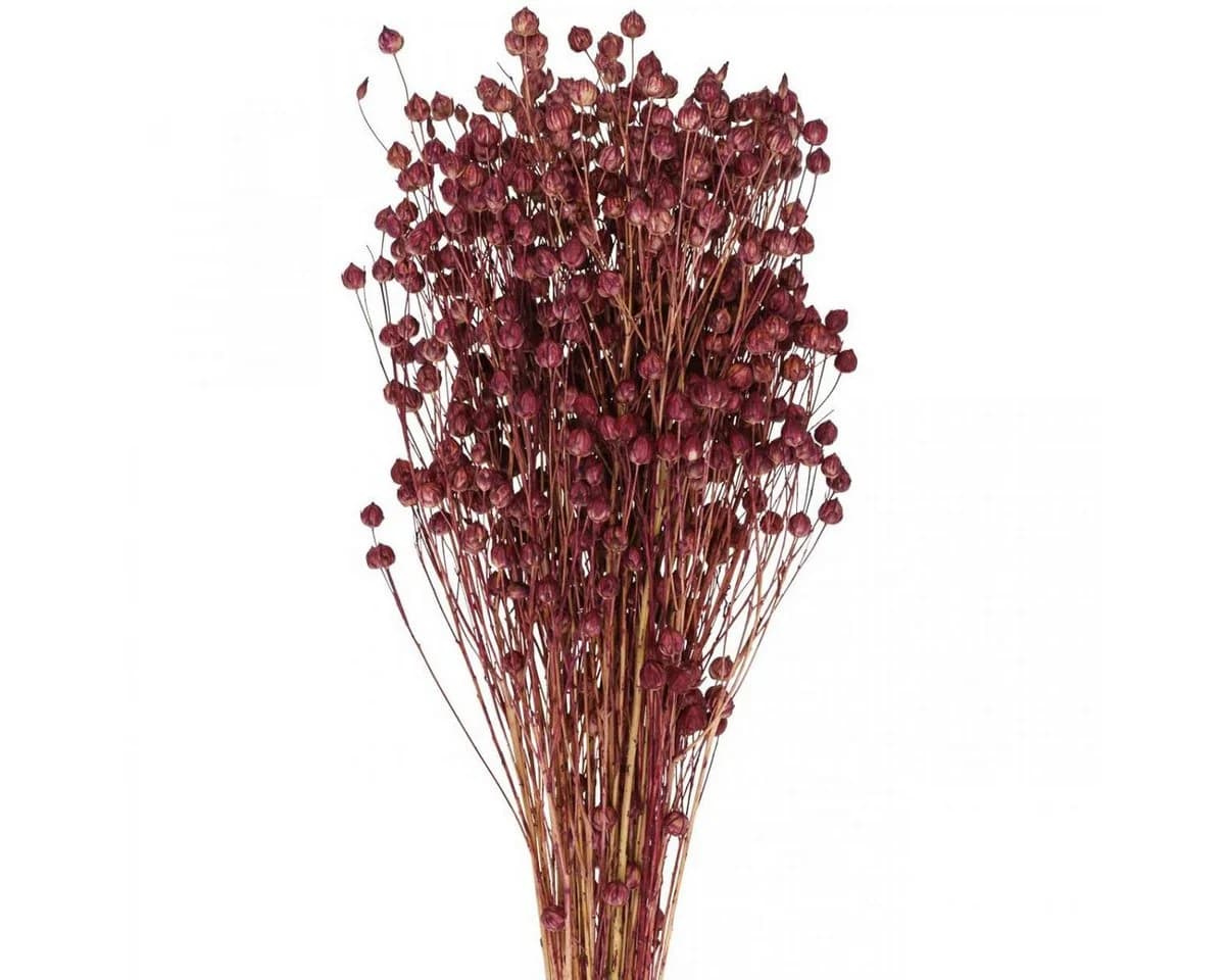 Viana Trockenblumen Flachs Altrosa Boho-Deko - Bild 2