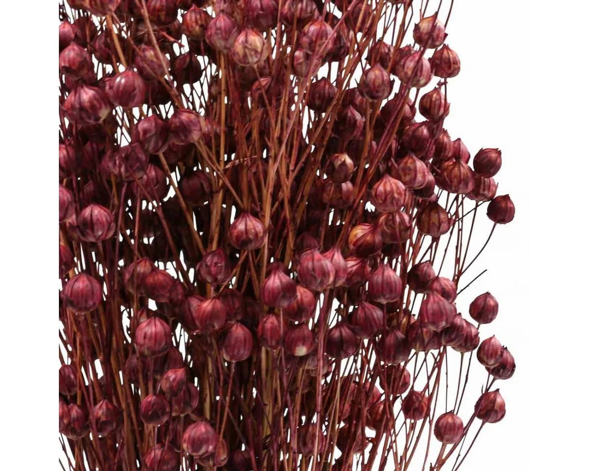 Viana Trockenblumen Flachs Altrosa Boho-Deko - Bild 3