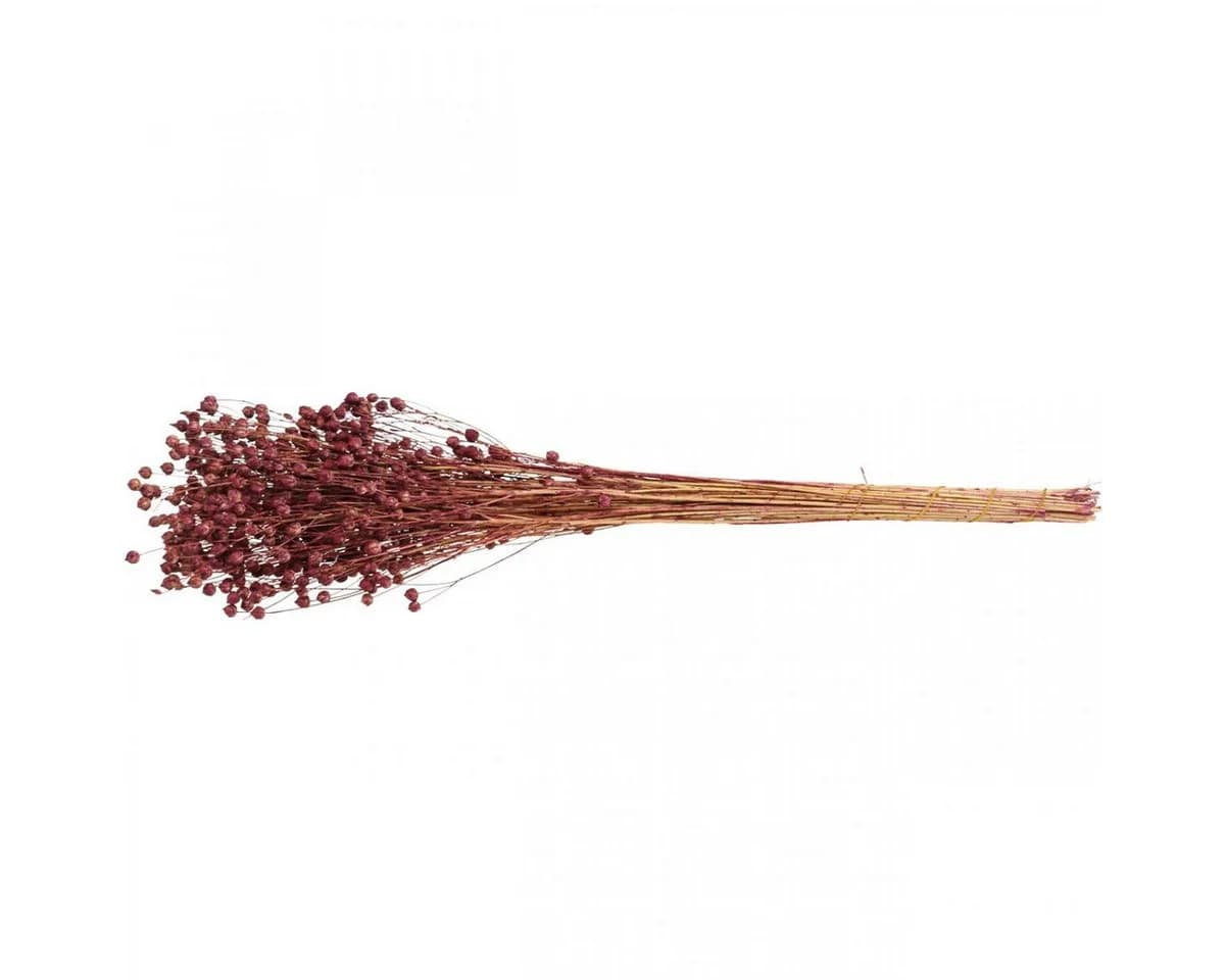 Viana Trockenblumen Flachs Altrosa Boho-Deko - Bild 4