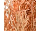 Viana Trockenblumenstrauß Orange Apricot Boho Deko Bild 1