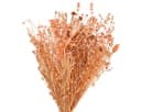 Viana Trockenblumenstrauß Orange Apricot Boho Deko Bild 2