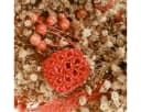 Viana Trockenblumen Deko Kranz Orange Creme Ø25cm Bild 1