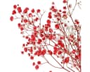 Viana Trockenblume Schleierkraut Rot 50cm Bild 1