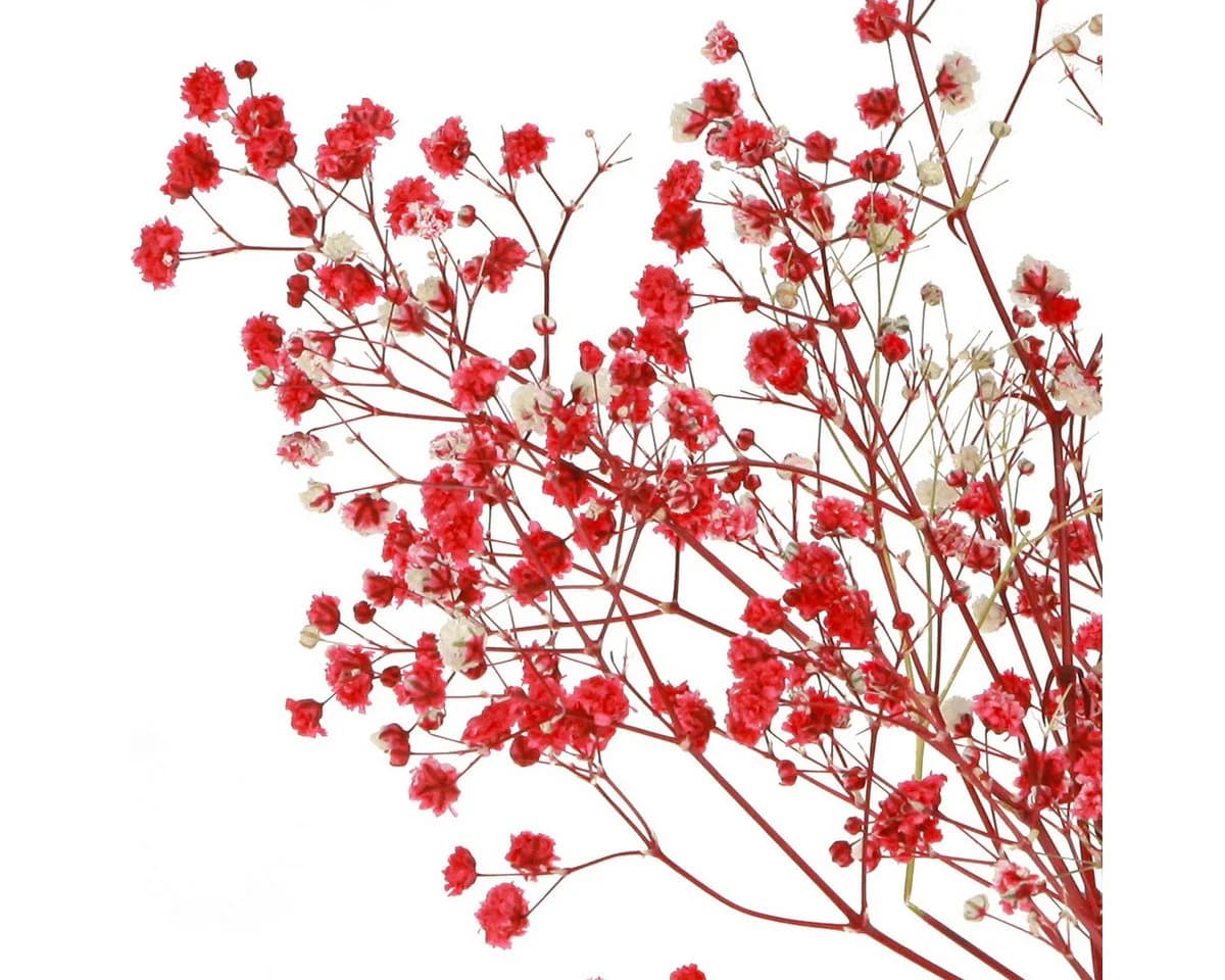 Viana Trockenblume Schleierkraut Rot 50cm