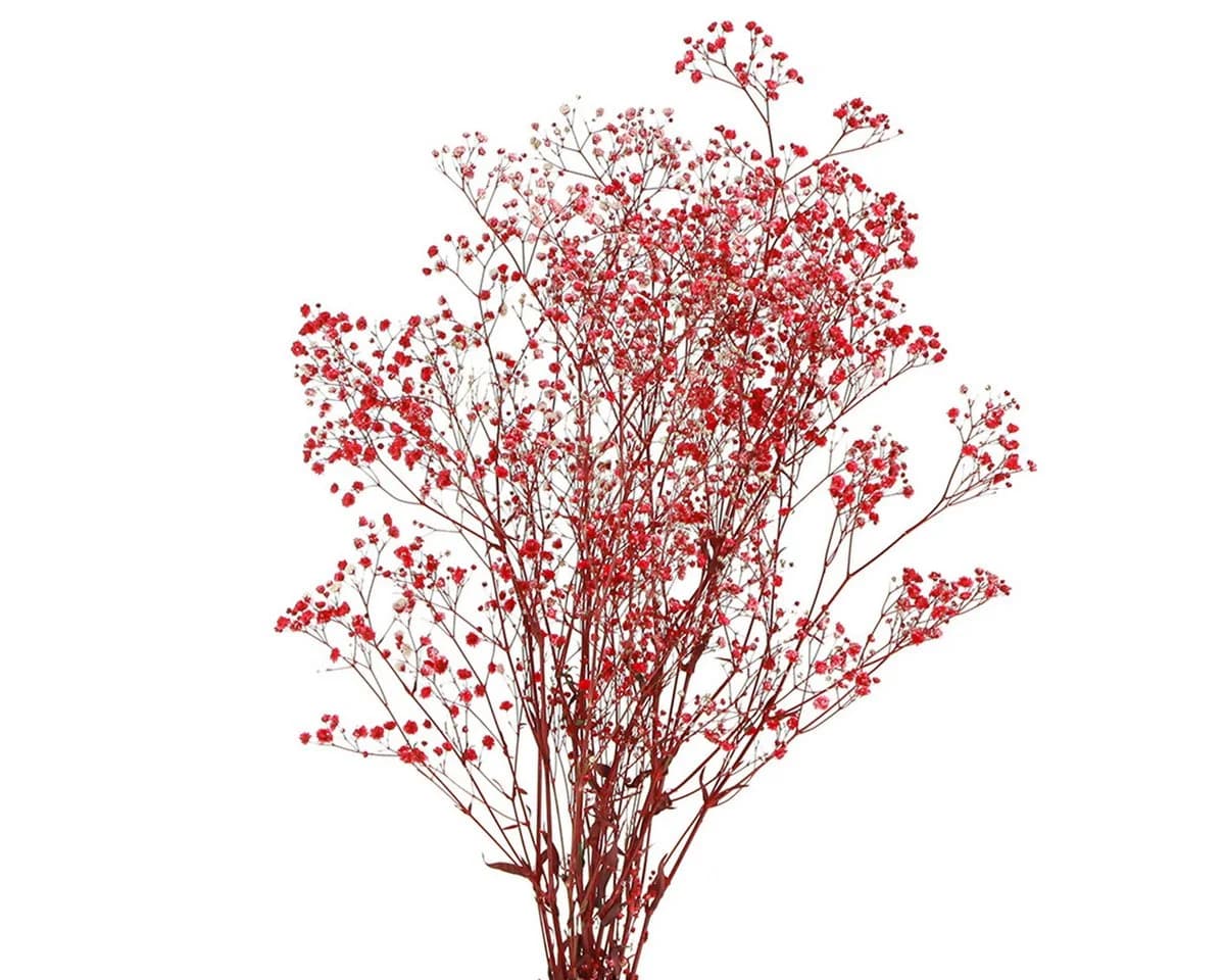 Viana Trockenblume Schleierkraut Rot 50cm - Bild 2