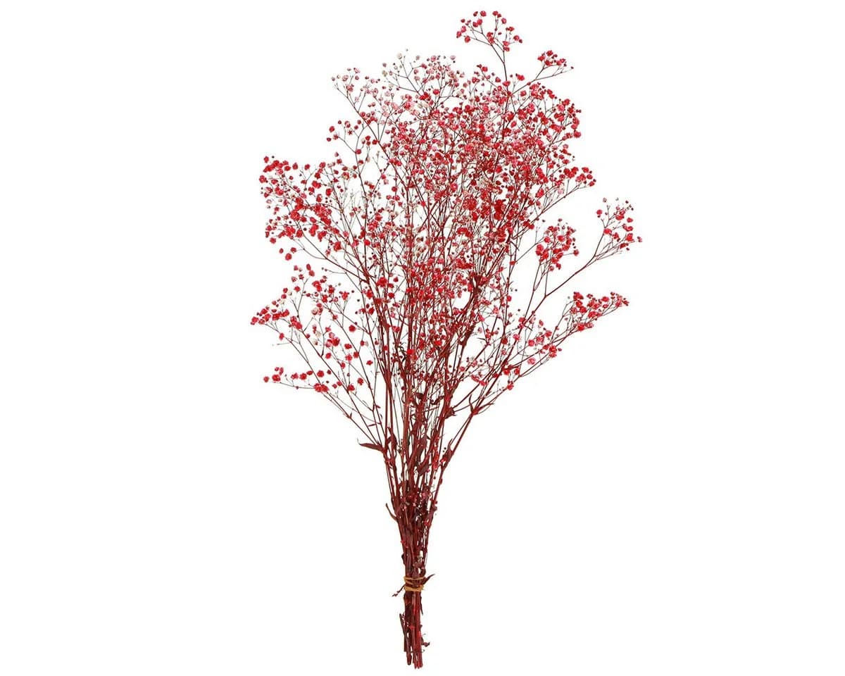 Viana Trockenblume Schleierkraut Rot 50cm - Bild 4