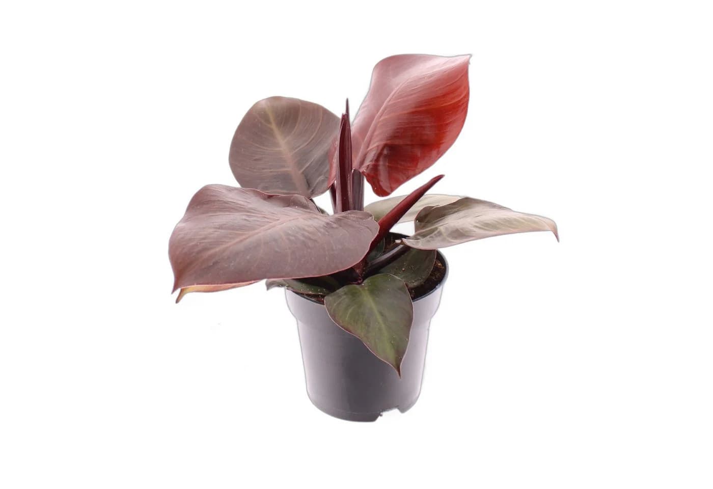 meinvipshop Zimmerpflanze Philodendron Cherry Red 30cm