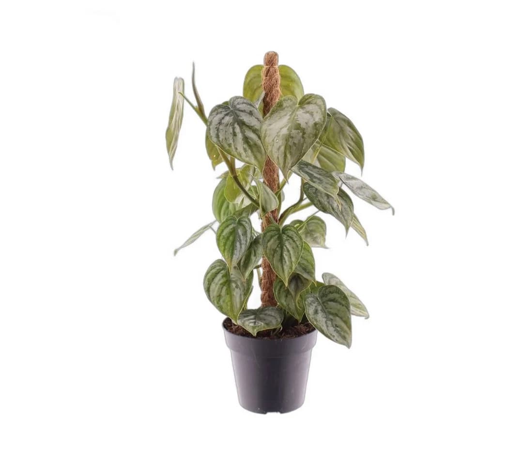 meinvipshop Zimmerpflanze Philodendron brandtianum 40cm