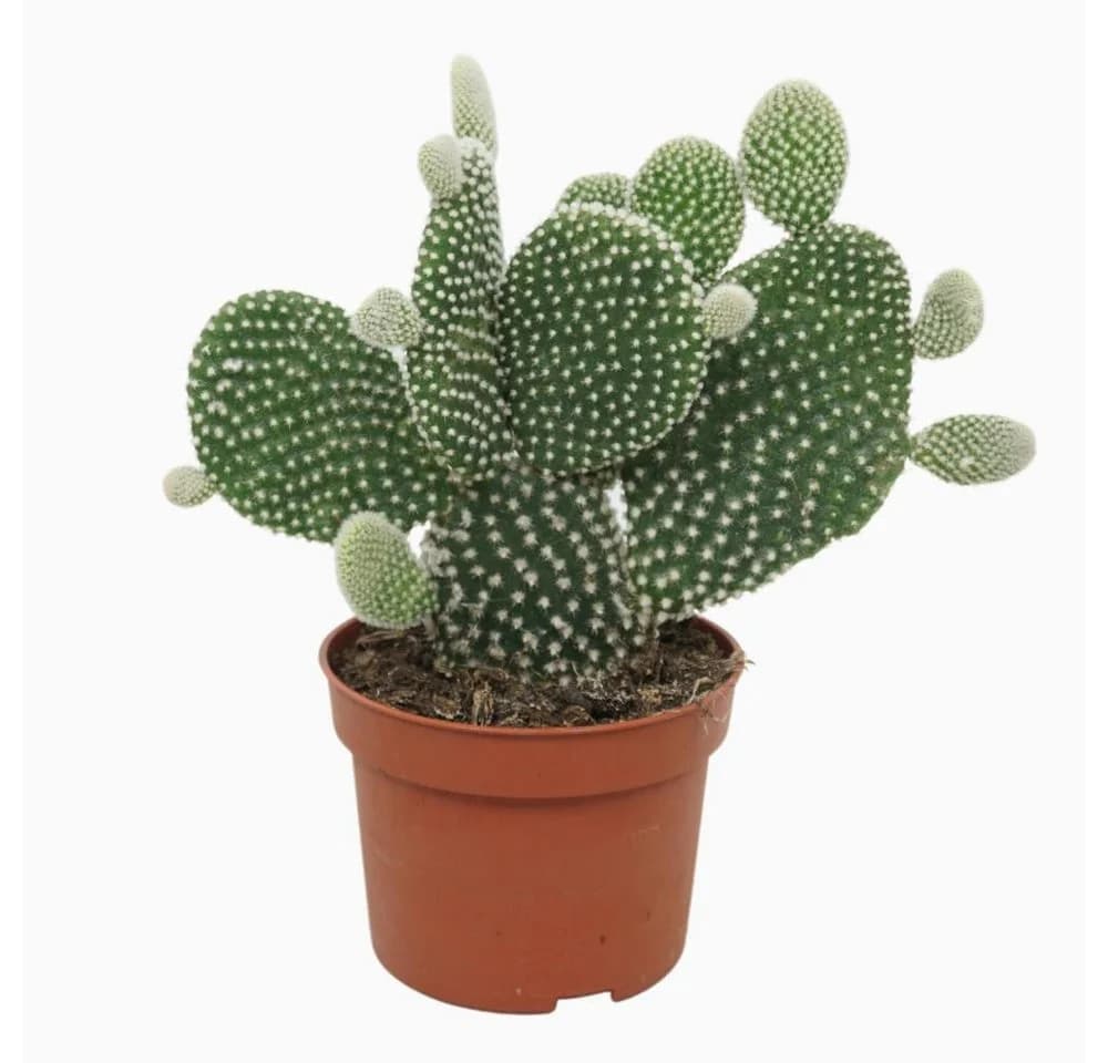 meinvipshop Feigenkaktus Opuntia microdasys Albispina