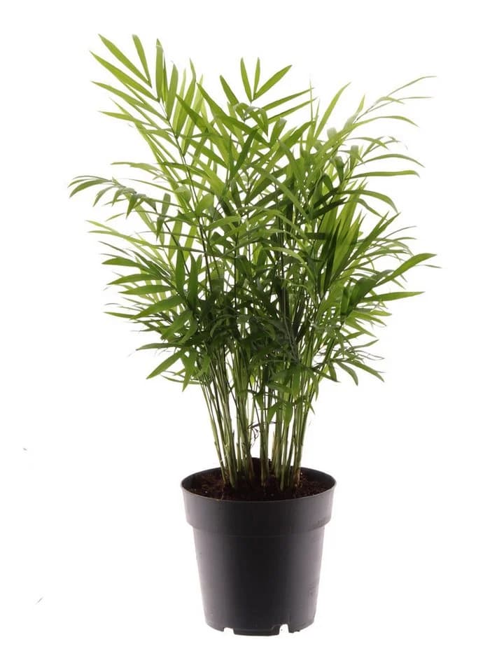 meinvipshop Zimmerpflanze Bergpalme 45cm