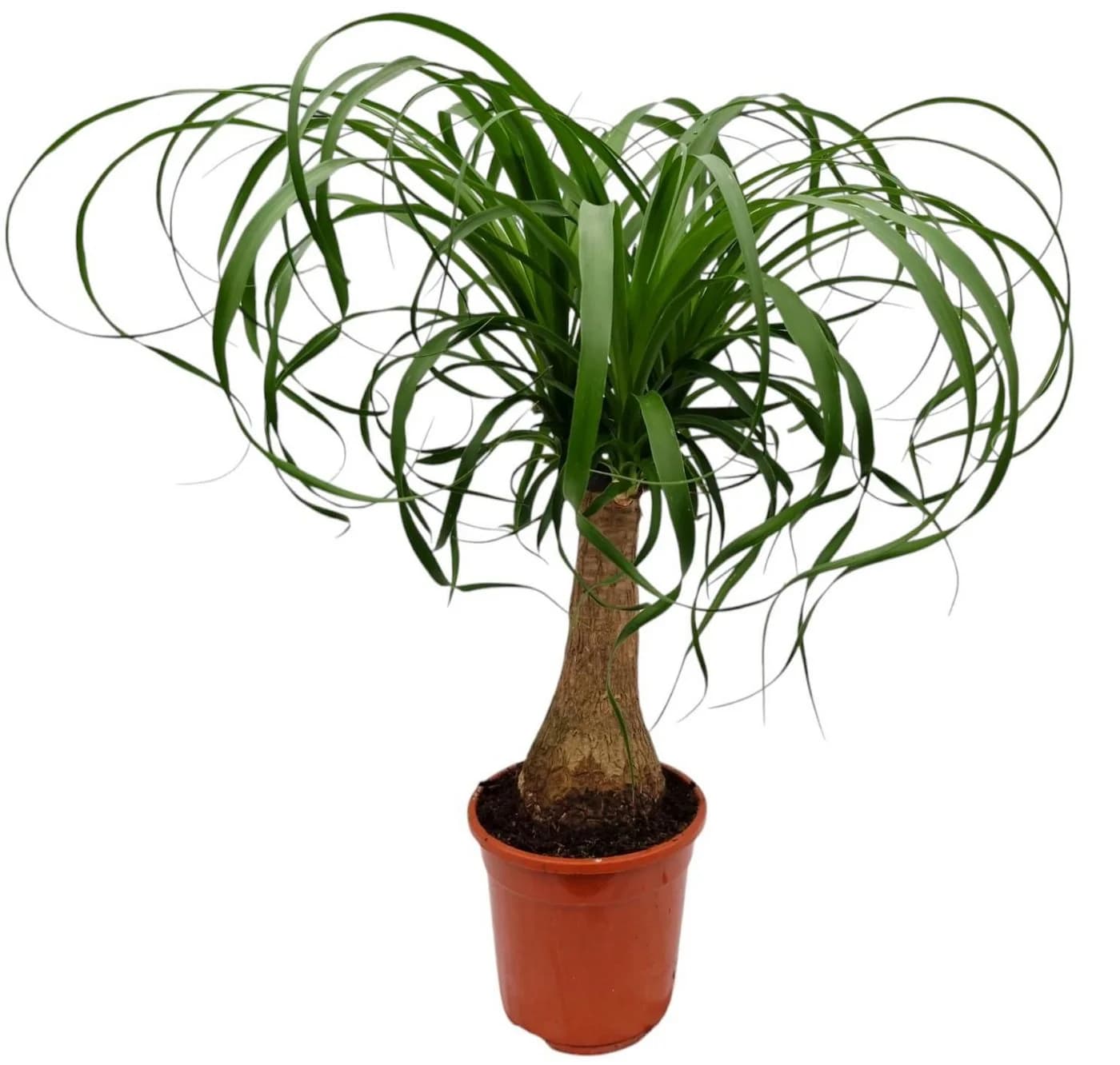 meinvipshop Zimmerpflanze Exotischer Elefantenfuß 50cm