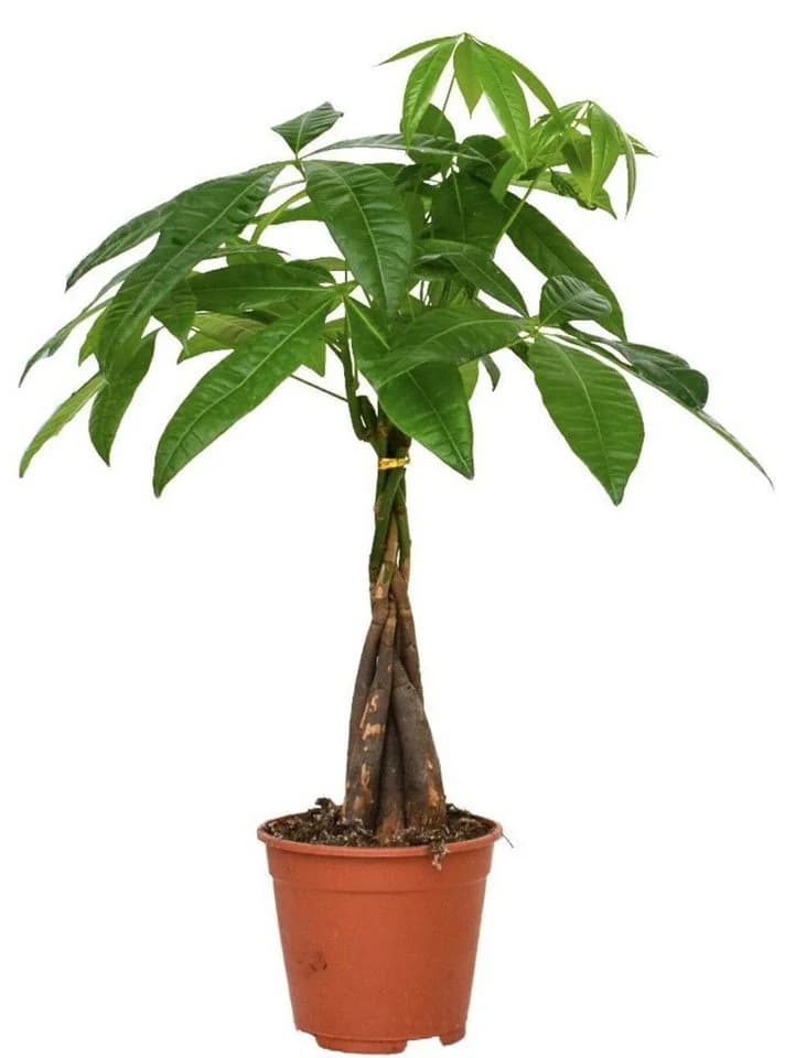 meinvipshop Glückskastanie Pachira 50 cm Zimmerpflanze