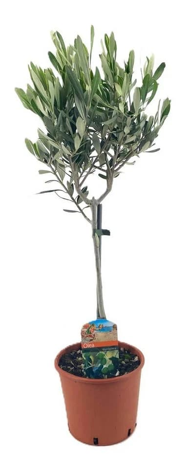MeinVIPshop Olivenbaum 50cm Kübelpflanze