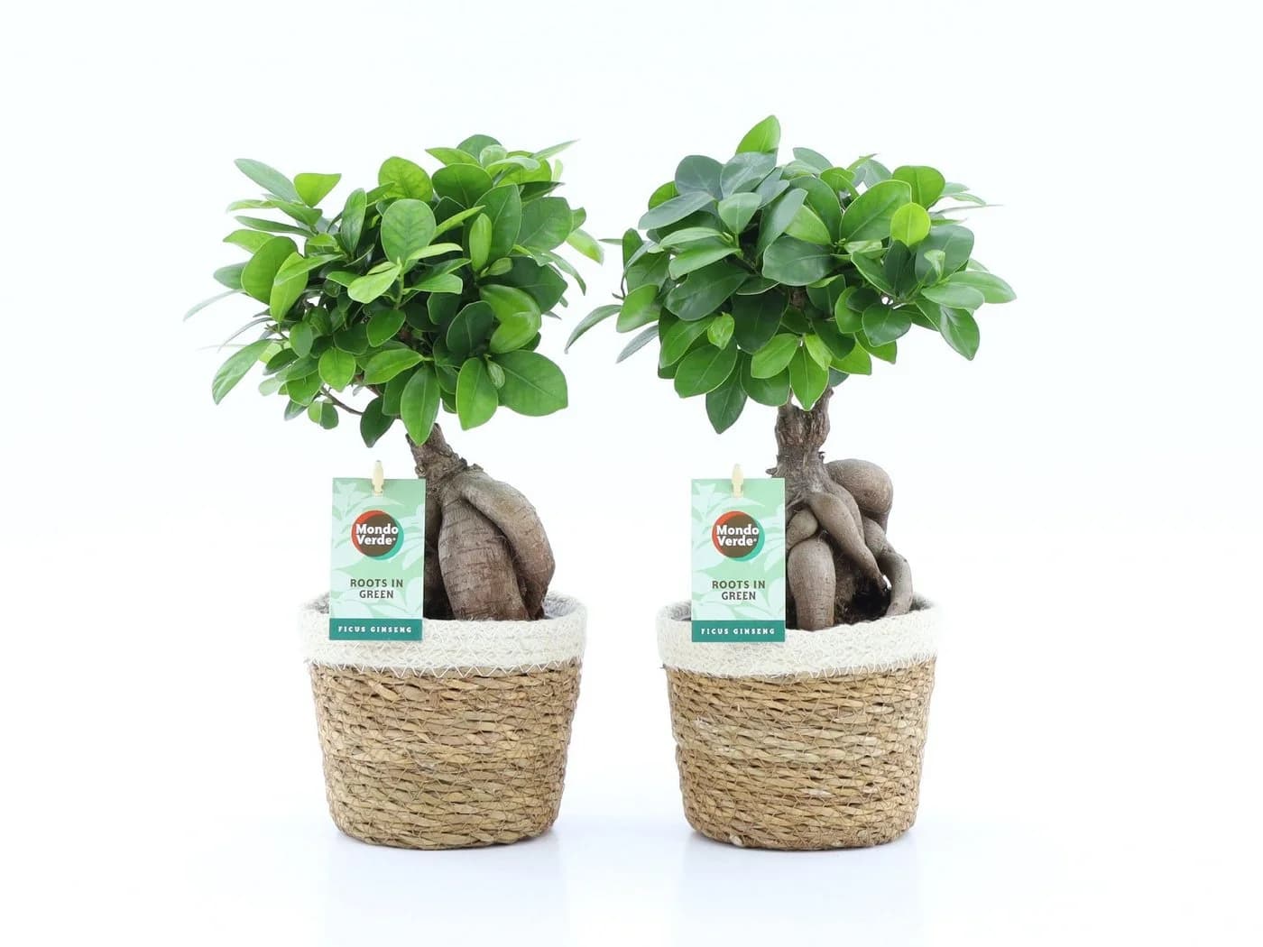 meinvipshop Ficus Ginseng 2er Set mit Übertopf