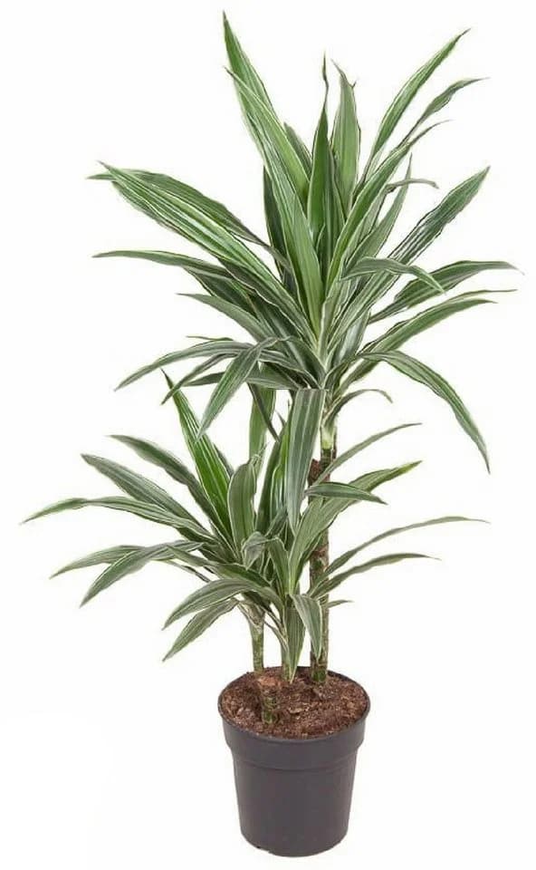 meinvipshop Drachenbaum XXL 100cm Zimmerpflanze