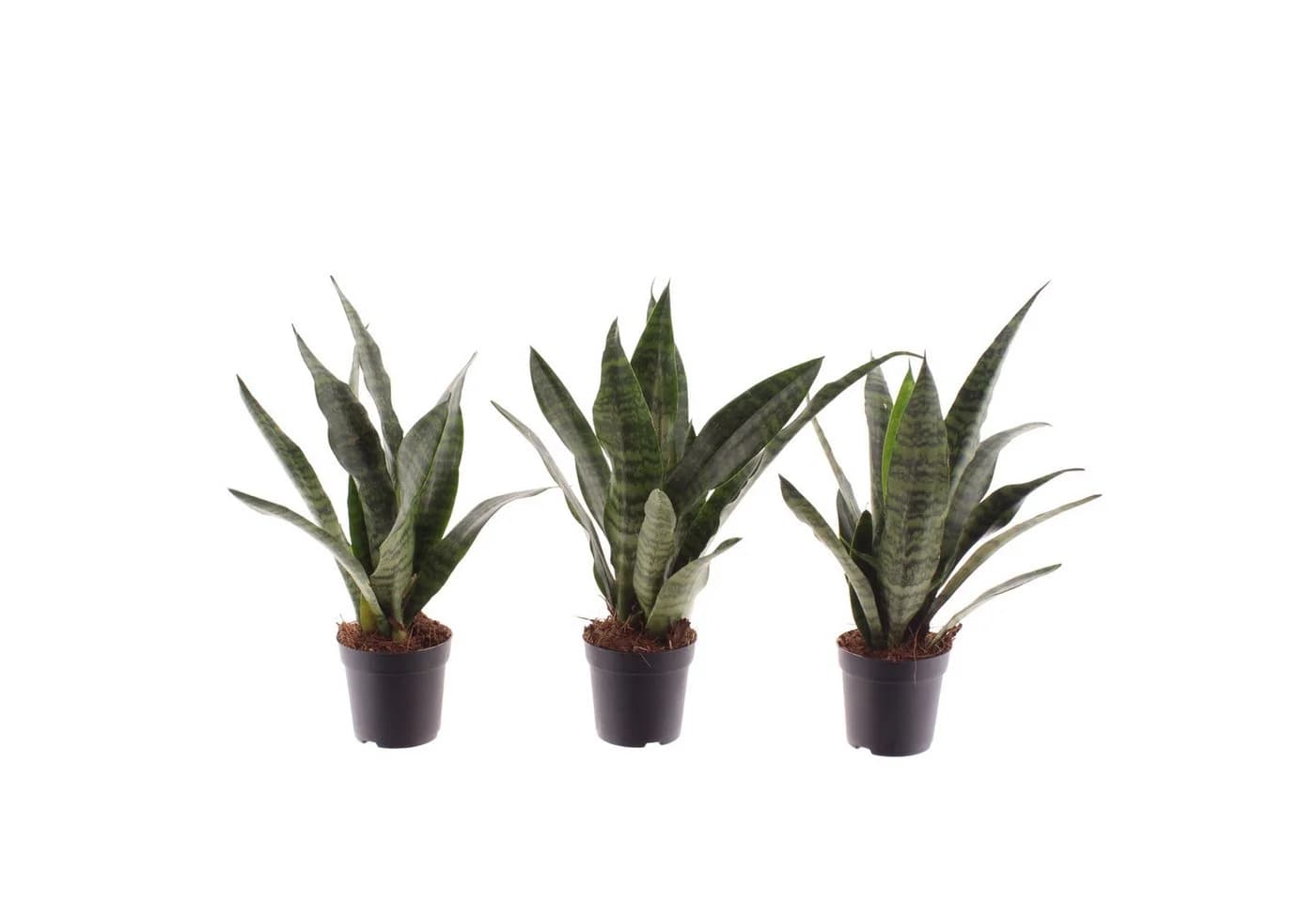 meinvipshop Zimmerpflanze Bogenhanf Sansevieria trifasciata Black Coral 3er Set