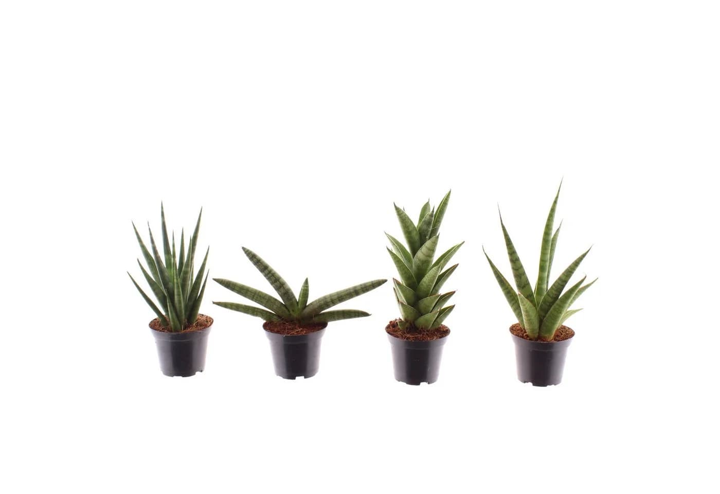 meinvipshop Zimmerpflanze Sansevieria cylindrica 4er Set