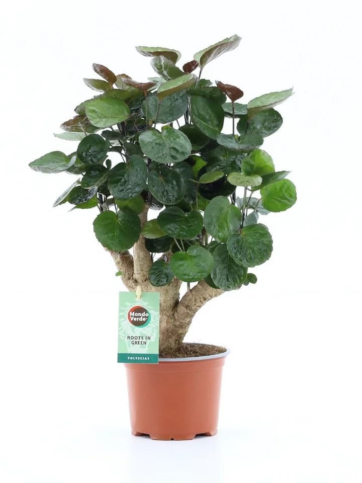 meinvipshop Zimmerpflanze Polyscias Fabian 40cm