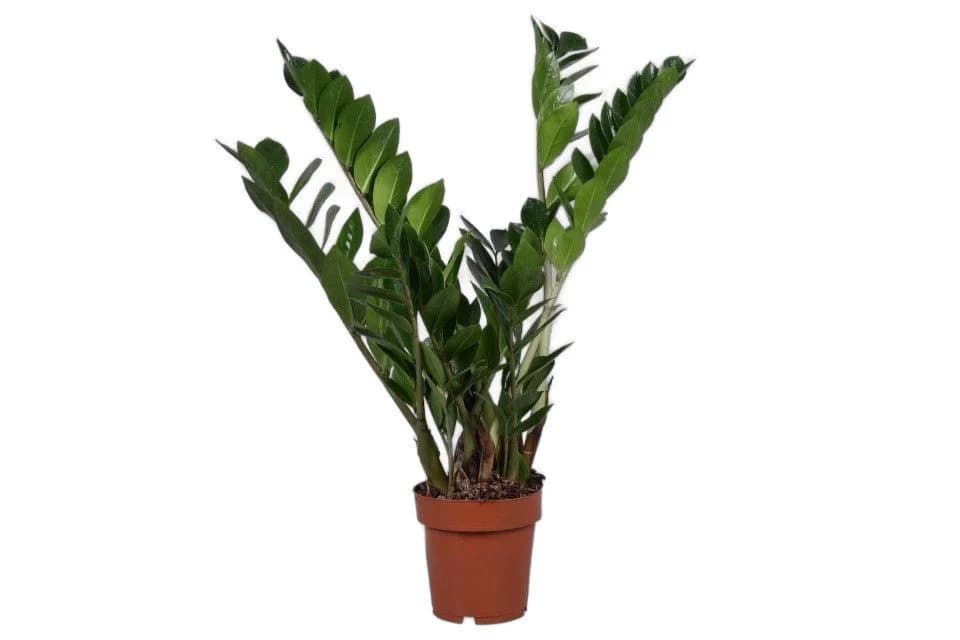 meinvipshop Zimmerpflanze Glücksfeder Zamioculcas zamiifolia 50cm