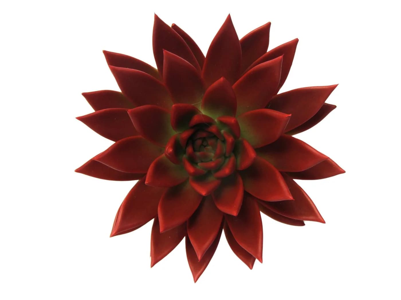 meinvipshop Zimmerpflanze Echeveria 'Miranda'