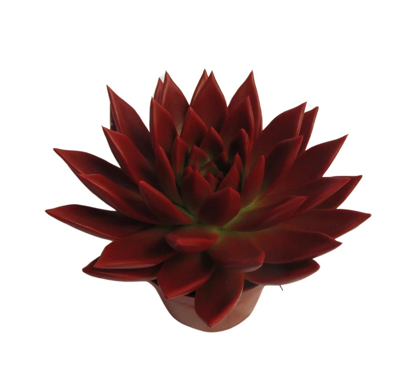 meinvipshop Zimmerpflanze Echeveria 'Miranda' - Bild 2