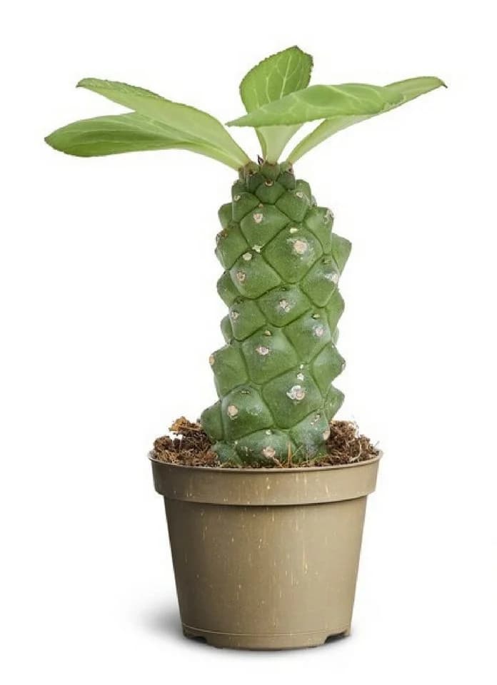 meinvipshop Zimmerpflanze Wolfsmilch Euphorbia ritchiei 12cm