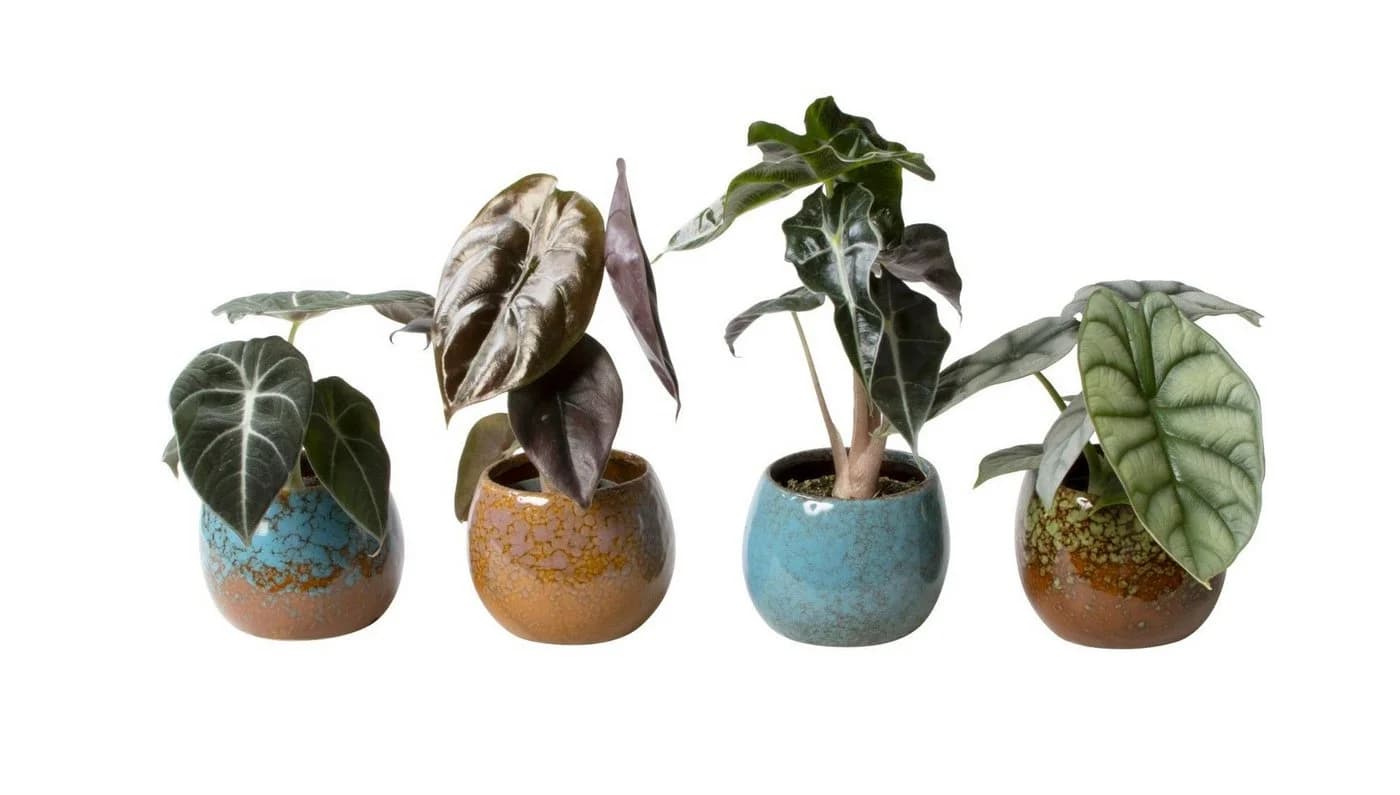 meinvipshop Zimmerpflanze Pflanzenset Alocasia gemischt 4er Set