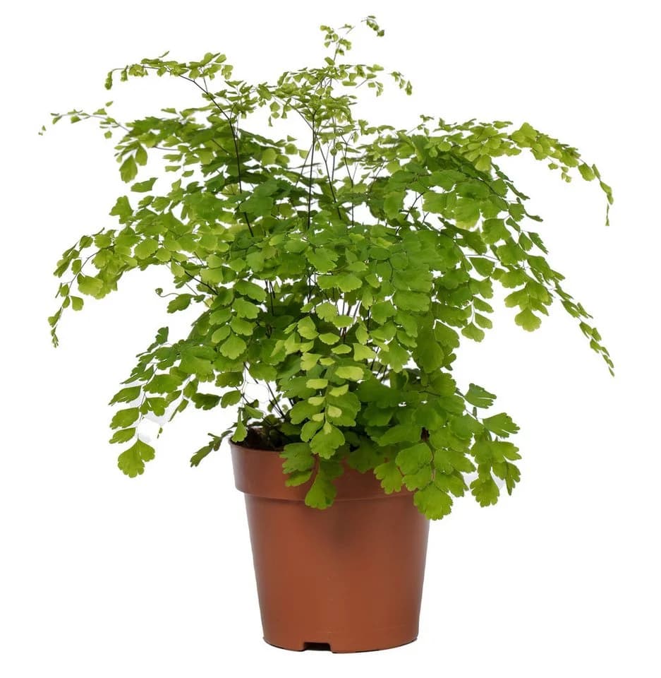 meinvipshop Frauenhaarfarn 35cm Zimmerpflanze Dreieckiges