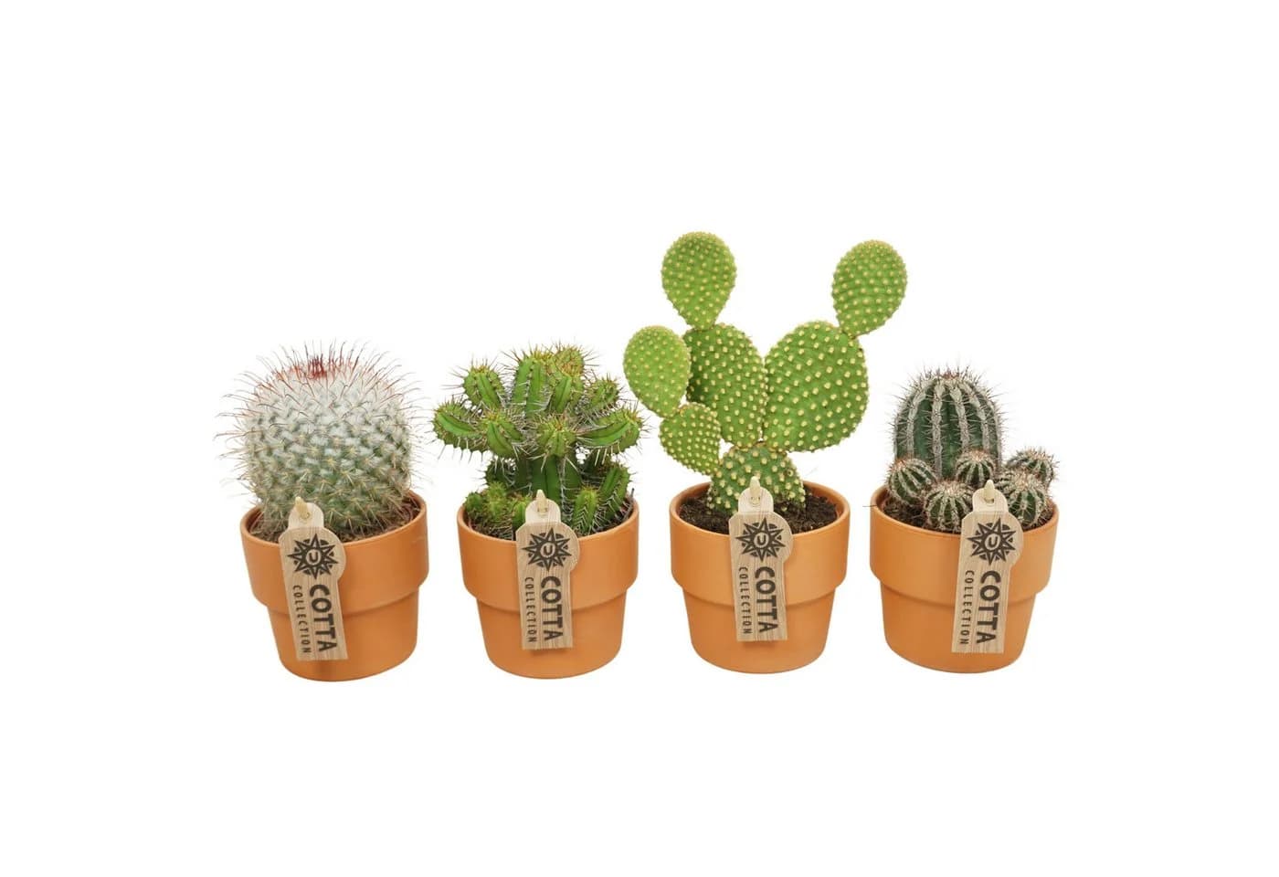 meinvipshop Kaktus Kakteen 4er Set mit Übertopf Grün