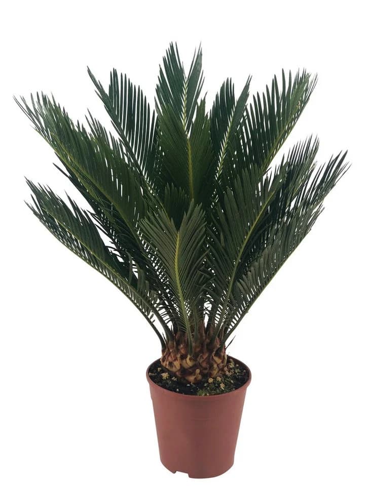 meinvipshop Tropisches Palmfarn XXL 60cm
