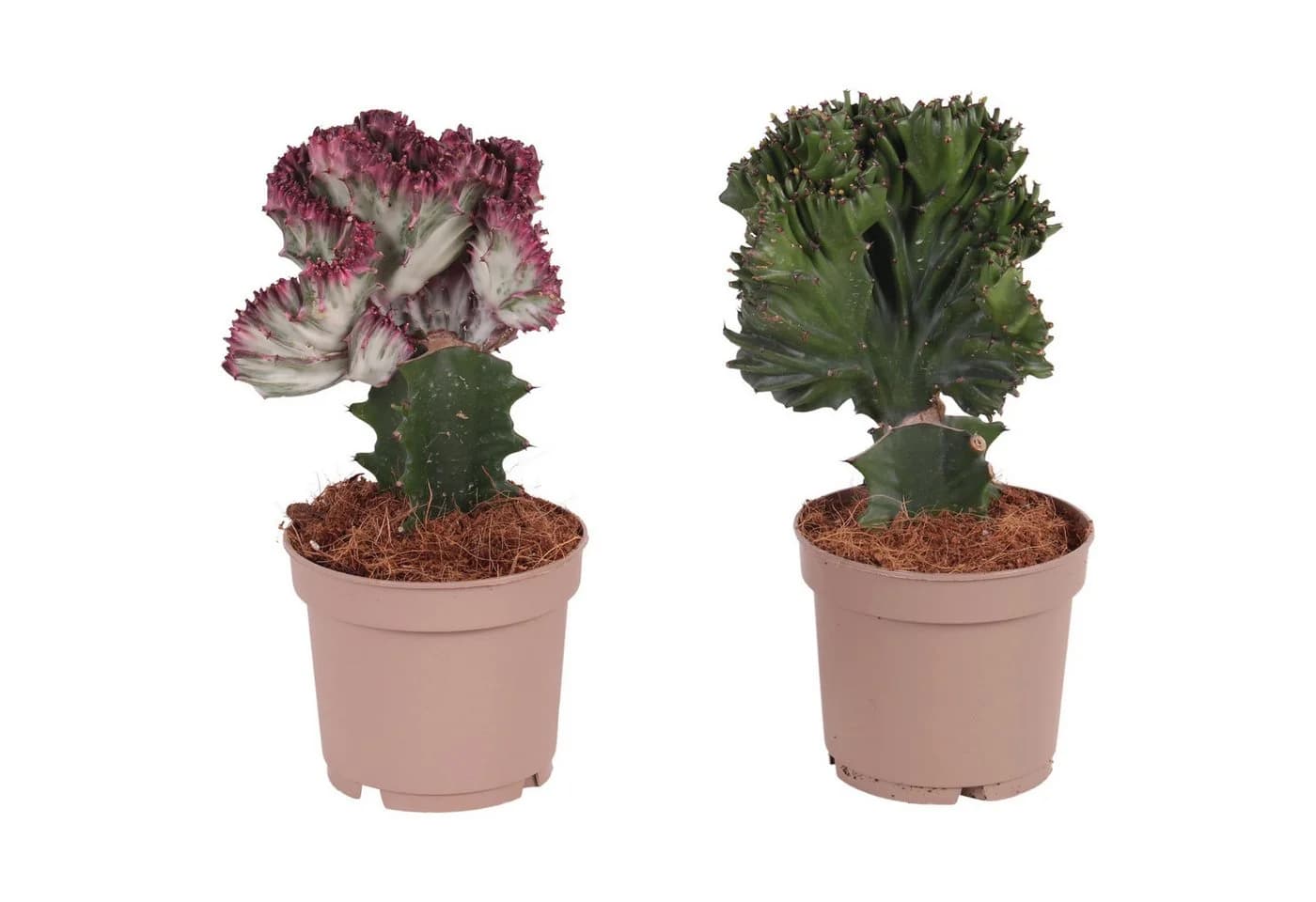 meinvipshop Zimmerpflanze Euphorbia 2er Set