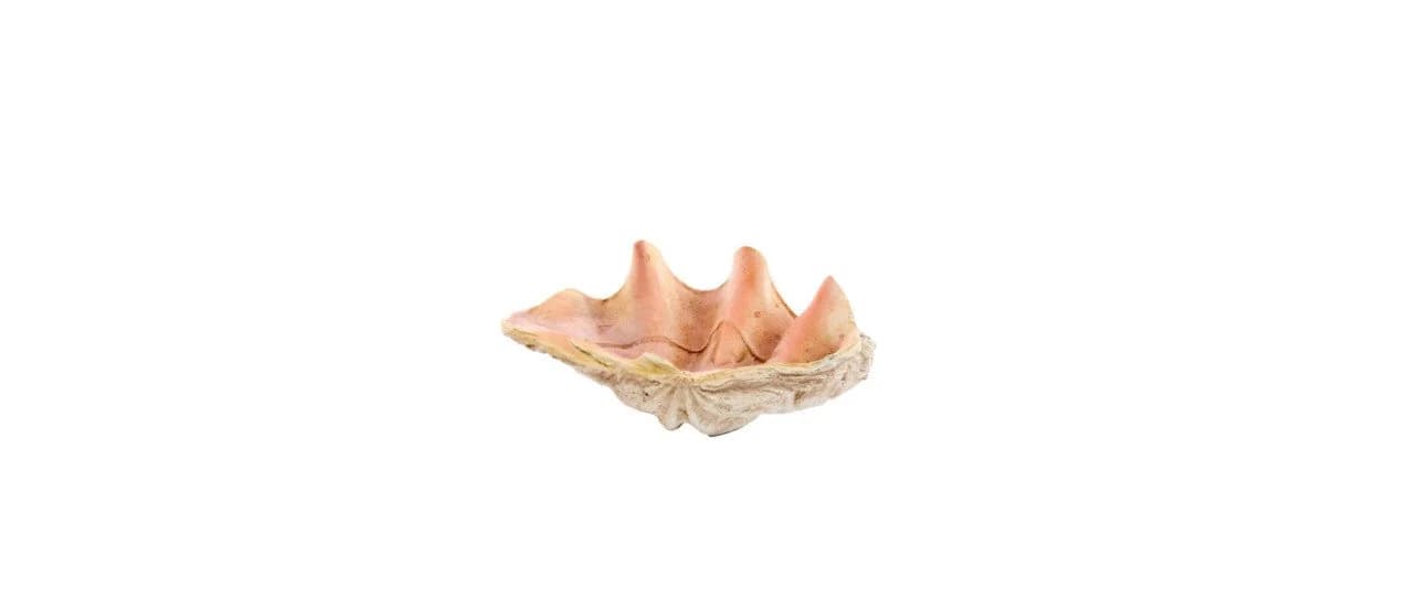 Light & Living Dekofigur Muschel Schale Beige - Bild 2