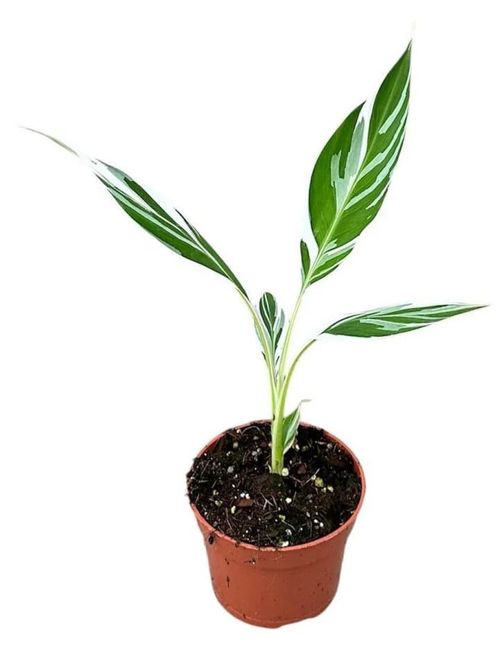 Musa Florida Variegata Banane 35cm Rarität mit panaschierten Blättern