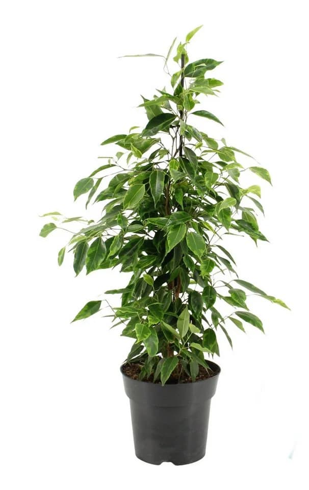 meinvipshop Ficus benjamina Anastasia 70 cm XXL