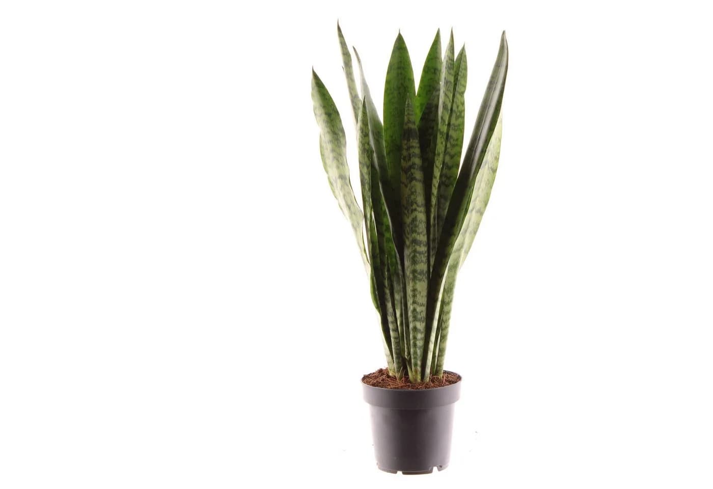 meinvipshop Zimmerpflanze Sansevieria zeylanica 45cm