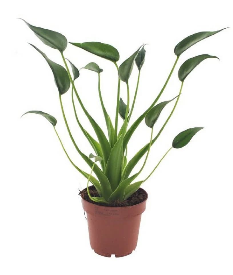 meinvipshop Alocasia Tiny Dancers Zimmerpflanze