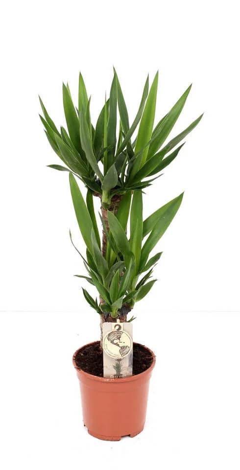 meinvipshop Zimmerpflanze Yucca Palme XXL 90cm Grün