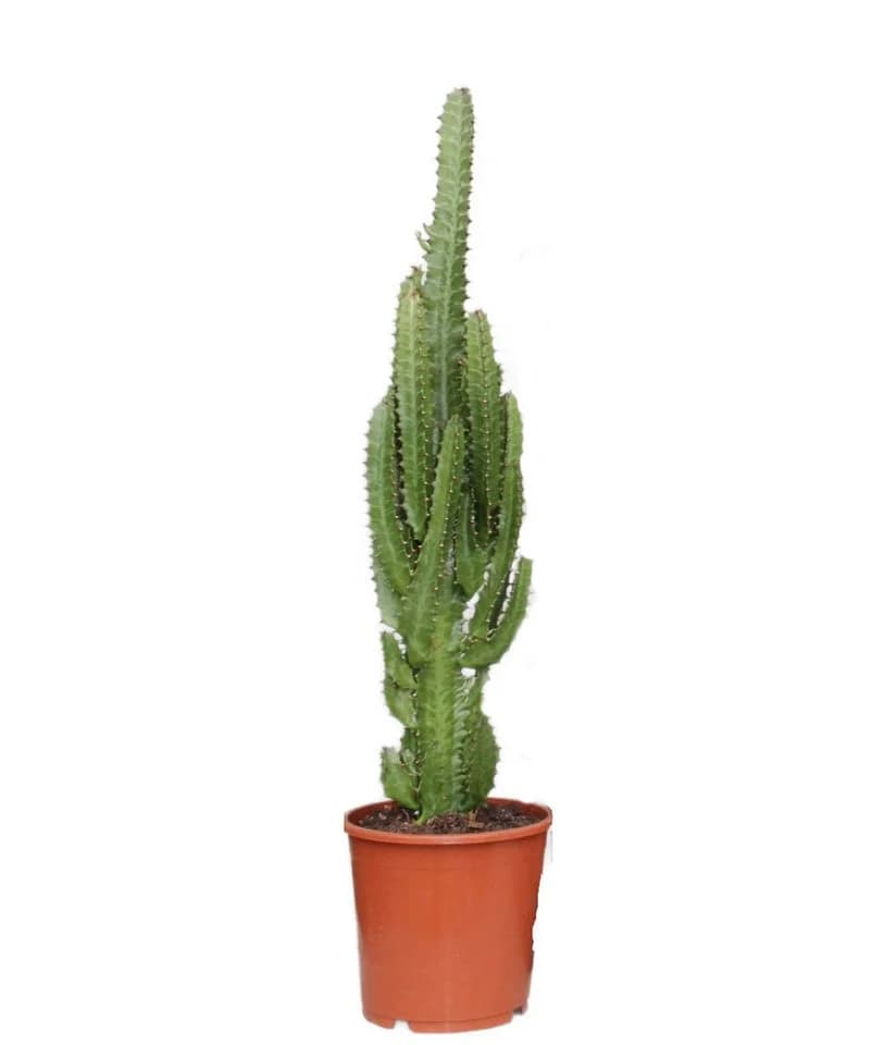 meinvipshop Zimmerpflanze Euphorbia trigona 60cm