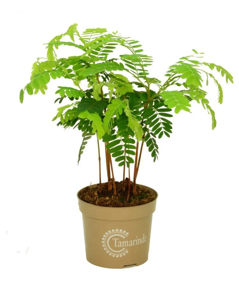 Exotische Zimmerpflanze Indische Dattel Tamarindus indica 60cm