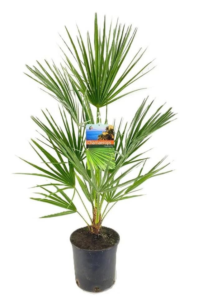 meinvipshop Mediterrane Palme 80cm XXL Chamaerops humilis