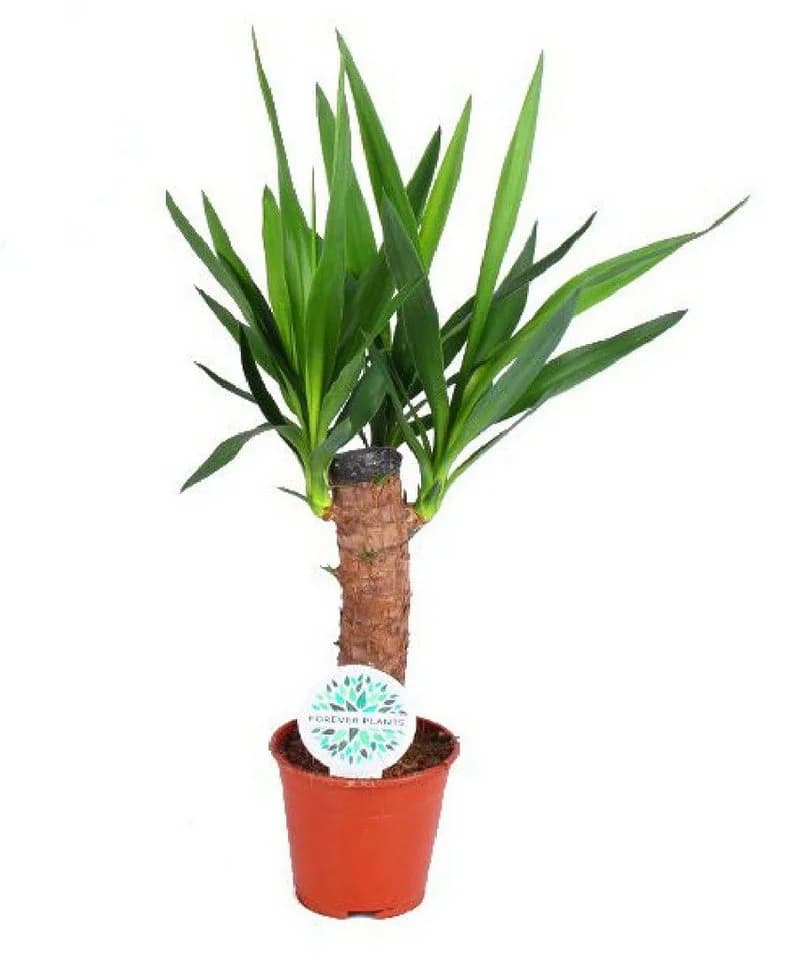 meinvipshop Zimmerpflanze Yucca Palme 50cm XXL