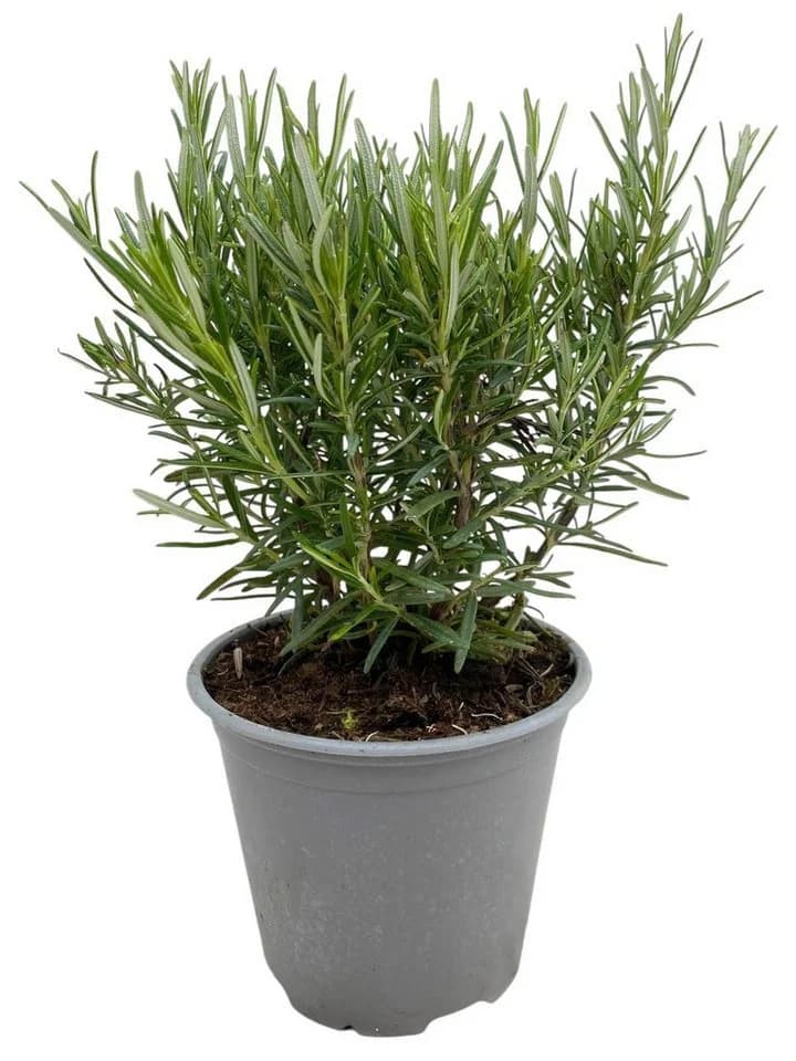 MeinVIPShop Echter Rosmarin Topfpflanze 30cm