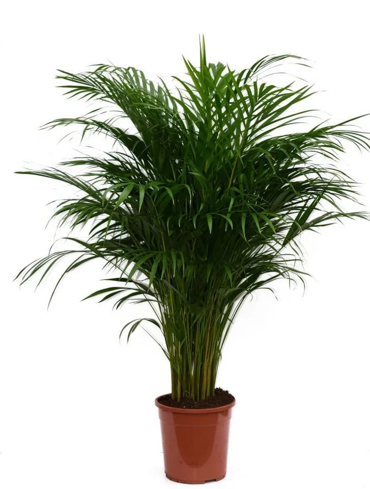 meinvipshop Goldfruchtpalme Dypsis lutescens XXL 85cm